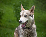 Собаки в Москве: Молодой метис хаски, волчонок Вольф ищет семью Мальчик, 111 руб. - фото 4