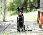 Собаки в Москве: Умнейшая чисто черная красавица собака Багира Девочка, Бесплатно - фото 3