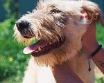 Собаки в Клине: Бэк Мальчик, Бесплатно - фото 2