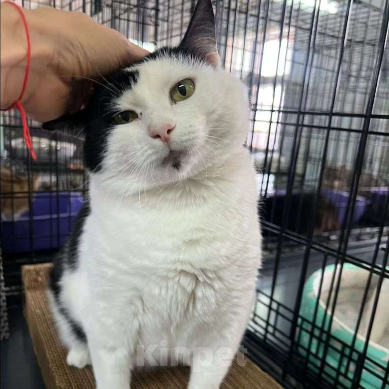 Кошки в Москве: Эльза осталась совсем одна Девочка, Бесплатно - фото 3