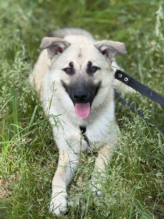 Собаки в Москве: Щенок Норд Мальчик, Бесплатно - фото 9