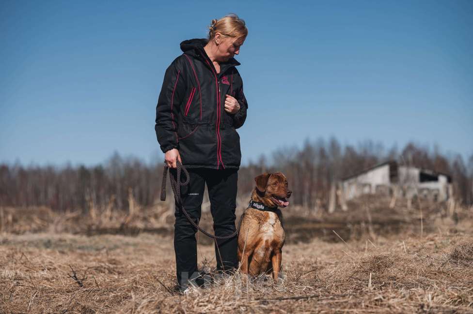Собаки в Москве: Шоколадный мальчик в добрые руки! Мальчик, Бесплатно - фото 10