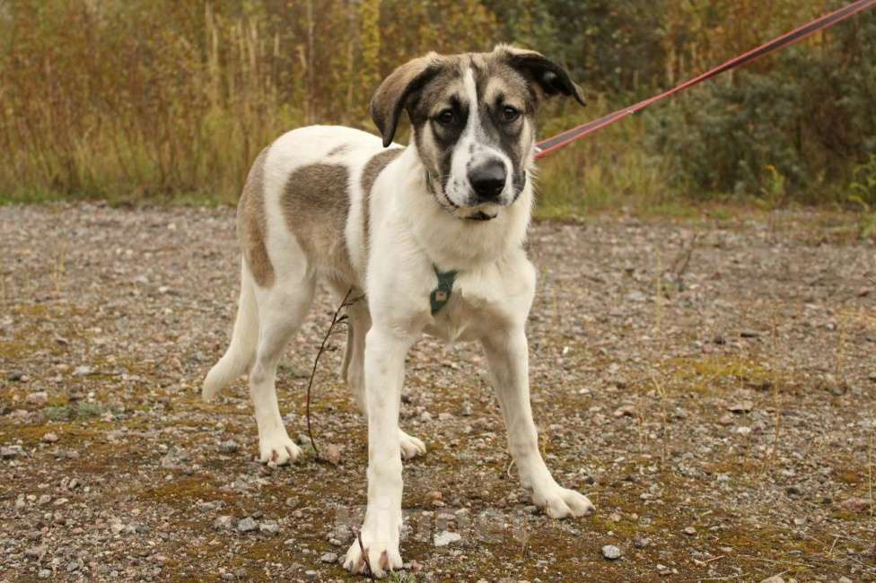 Собаки в Санкт-Петербурге: Белая леди - нежная, добрая собака-подросток Девочка, Бесплатно - фото 1