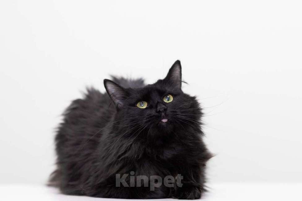 Кошки в Москве: Кошка Текила в добрые руки Девочка, Бесплатно - фото 3