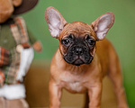 Собаки в Санкт-Петербурге: Французский бульдог щенок  Девочка, 80 000 руб. - фото 4