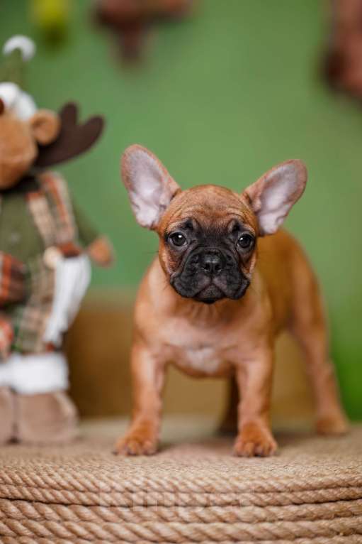 Собаки в Санкт-Петербурге: Французский бульдог щенок  Девочка, 80 000 руб. - фото 4