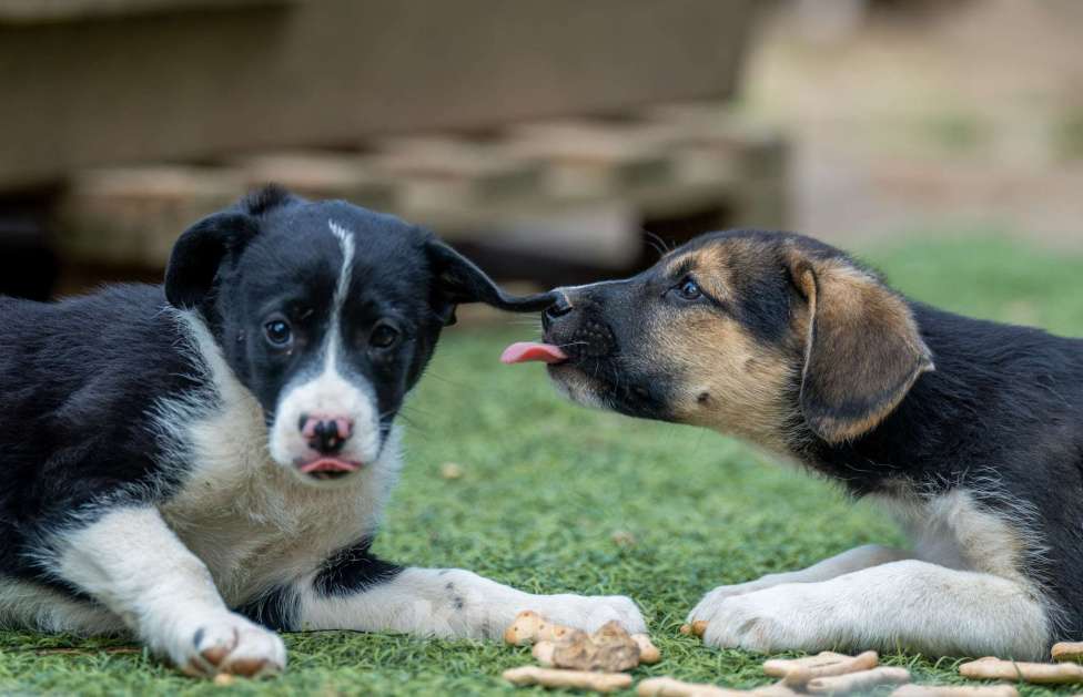 Собаки в Москве: Дора Девочка, Бесплатно - фото 3