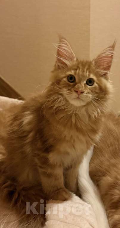 Кошки в Барнауле: Кошечка Мейн-кун Девочка, 28 000 руб. - фото 7