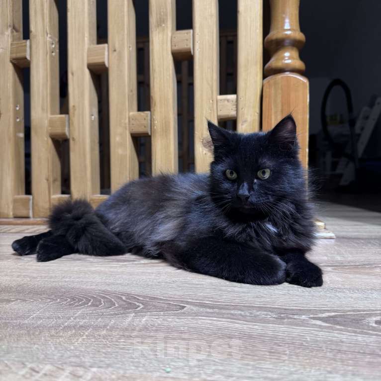 Кошки в Москве: Котенок в добрые руки Мальчик, Бесплатно - фото 5