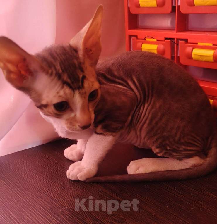 Кошки в Новочебоксарске: Продаю котёнка Корниш-рекс Мальчик, 23 000 руб. - фото 1