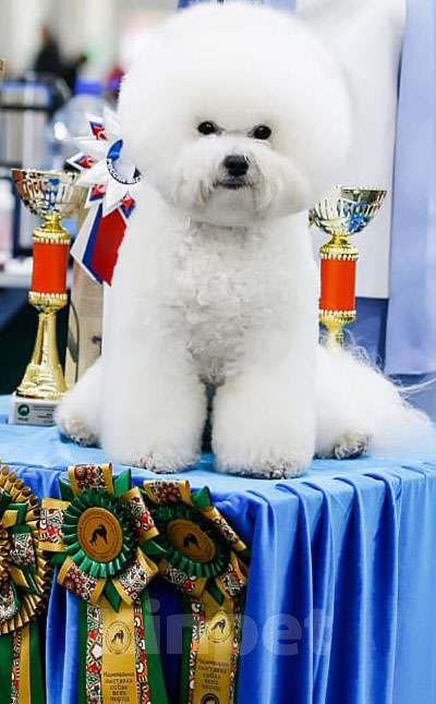 Собаки в Одинцово: ЭЛИТНЫЙ ПРОИЗВОДИТЕЛЬ БИШОН-ФРИЗЕ: Развиваем  породу вместе Мальчик, Бесплатно - фото 2