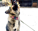 Собаки в Санкт-Петербурге: Уникальная собака ищет дом Мальчик, Бесплатно - фото 9
