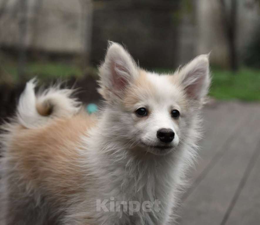 Собаки в Москве: Ненецкая оленегонная лайка, кобель Жиган. Мальчик, 60 000 руб. - фото 2