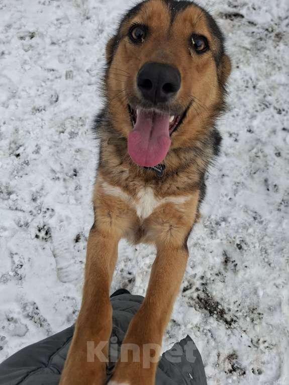 Собаки в Звенигороде: Ласка ищет семью  Девочка, 100 руб. - фото 2