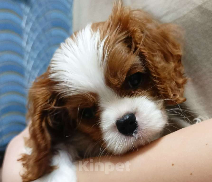 Собаки в Ростове-на-Дону: Щенок Мальчик, 100 000 руб. - фото 3