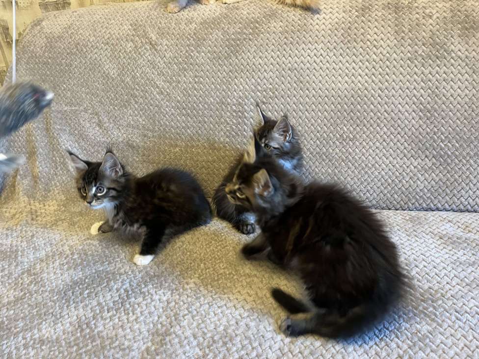 Кошки в Томске: Бронирование котенка мейн-кун Мальчик, 50 000 руб. - фото 5