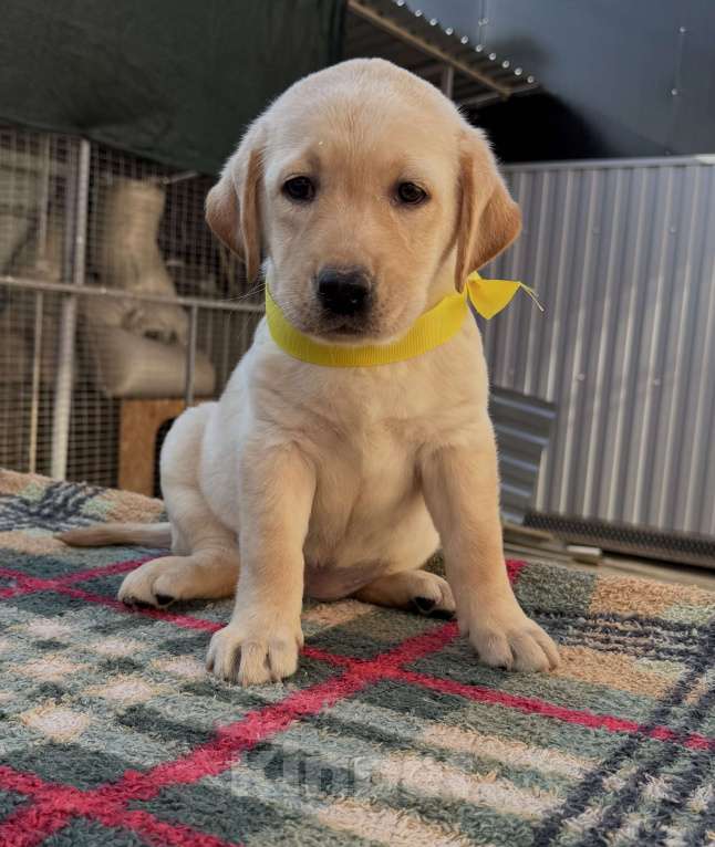 Собаки в Краснодаре: Щенок лабрадора палевый  Девочка, 25 000 руб. - фото 8