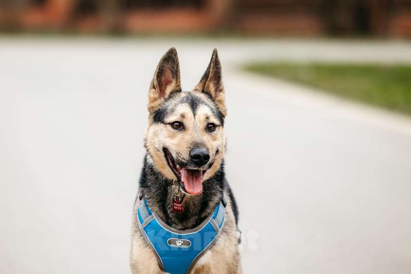 Собаки в Москве: Золотой пёс Джеф — Ри в добрые руки Мальчик, 1 руб. - фото 4