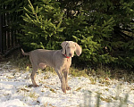 Собаки в других городах Московской области: Щенок веймаранера Девочка, 80 000 руб. - фото 4