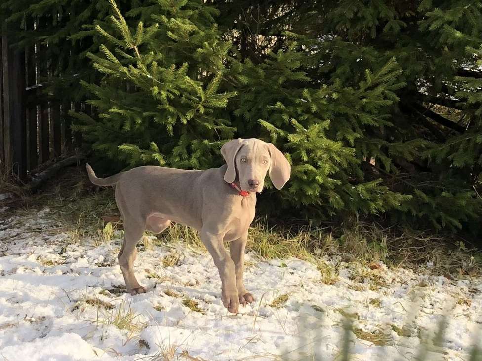 Собаки в других городах Московской области: Щенок веймаранера Девочка, 80 000 руб. - фото 4
