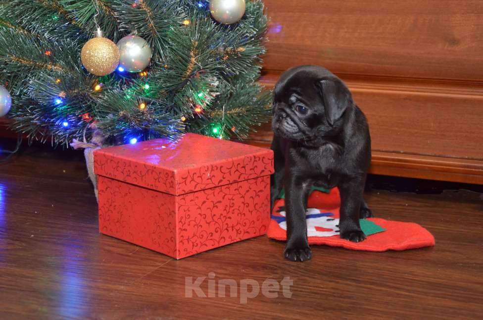 Собаки в Твери: Малышка мопса чёрного окраса Девочка, 50 000 руб. - фото 3