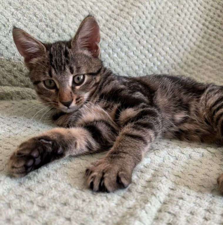 Кошки в Москве: Маленький котенок в добрые руки Мальчик, Бесплатно - фото 5