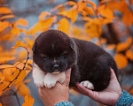 Собаки в Москве: Шикарные малыши американской акиты Девочка, 150 000 руб. - фото 3