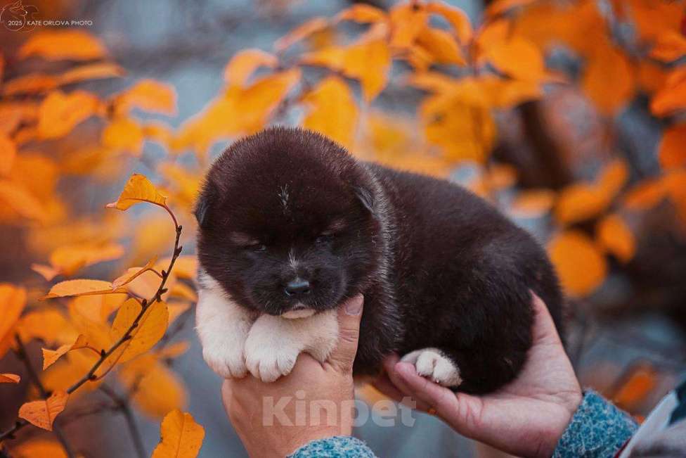Собаки в Москве: Шикарные малыши американской акиты Девочка, 150 000 руб. - фото 3