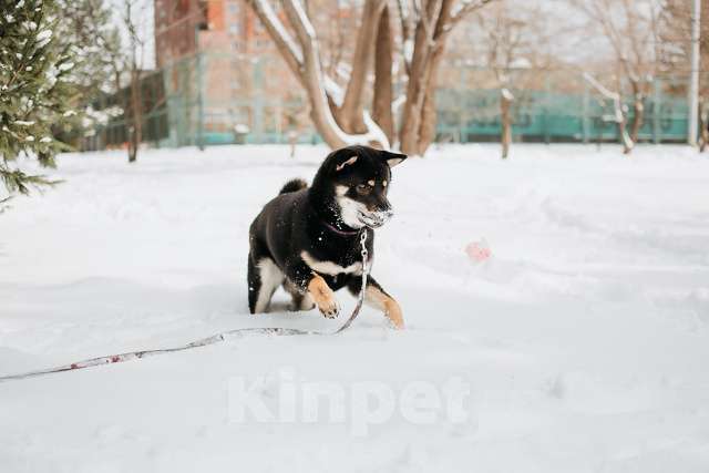 Собаки в Новосибирске: Прекрасная девочка сиба-ину Девочка, 40 000 руб. - фото 4