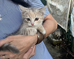 Кошки в Минеральном Воде: Котята в добрые руки Девочка, Бесплатно - фото 1