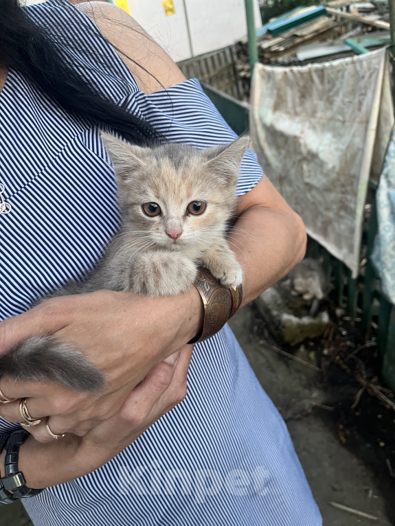 Кошки в Минеральном Воде: Котята в добрые руки Девочка, Бесплатно - фото 1
