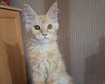 Кошки в Одинцово: Котёнок мейн-кун Девочка, 28 000 руб. - фото 1