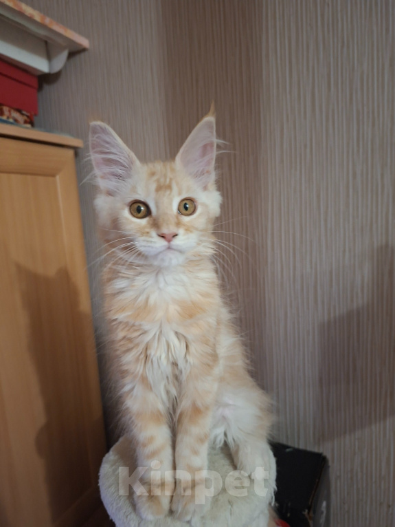 Кошки в Одинцово: Котёнок мейн-кун Девочка, 28 000 руб. - фото 1