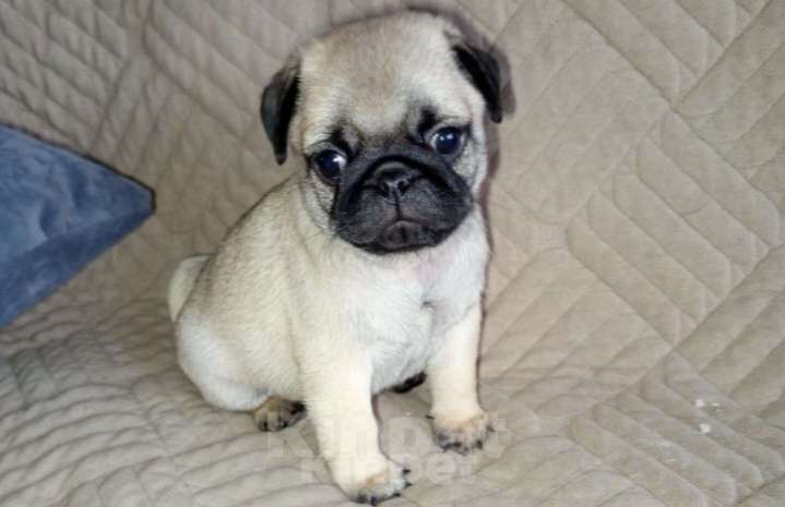 Собаки в Калининграде: Щенки мопсы Девочка, 13 800 руб. - фото 2