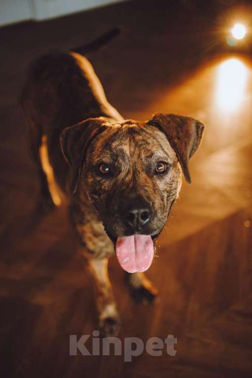 Собаки в Москве: Латифа ищет дом Девочка, 1 руб. - фото 5