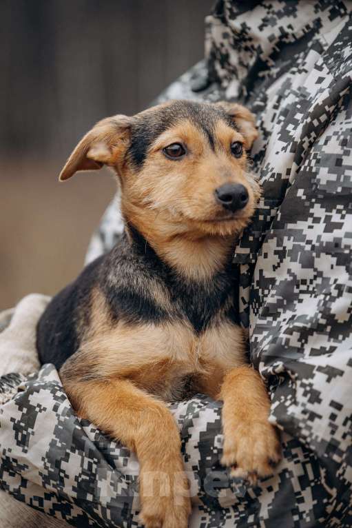 Собаки в Москве: Малышка из приюта ищет дом Девочка, Бесплатно - фото 9