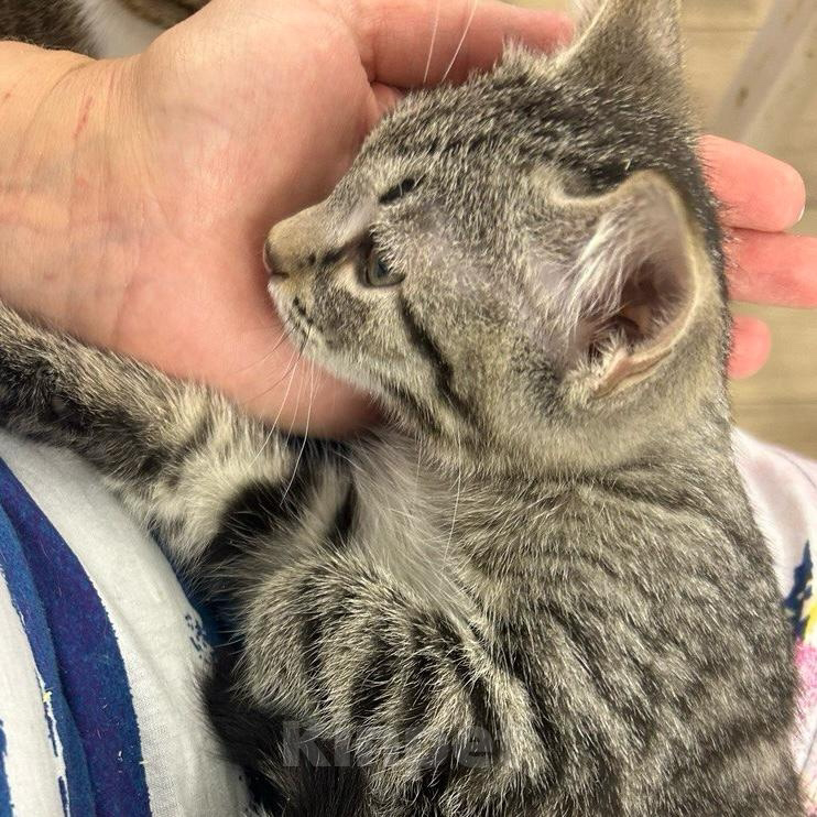 Кошки в Санкт-Петербурге: Сладкий малыш Джек Мальчик, Бесплатно - фото 4