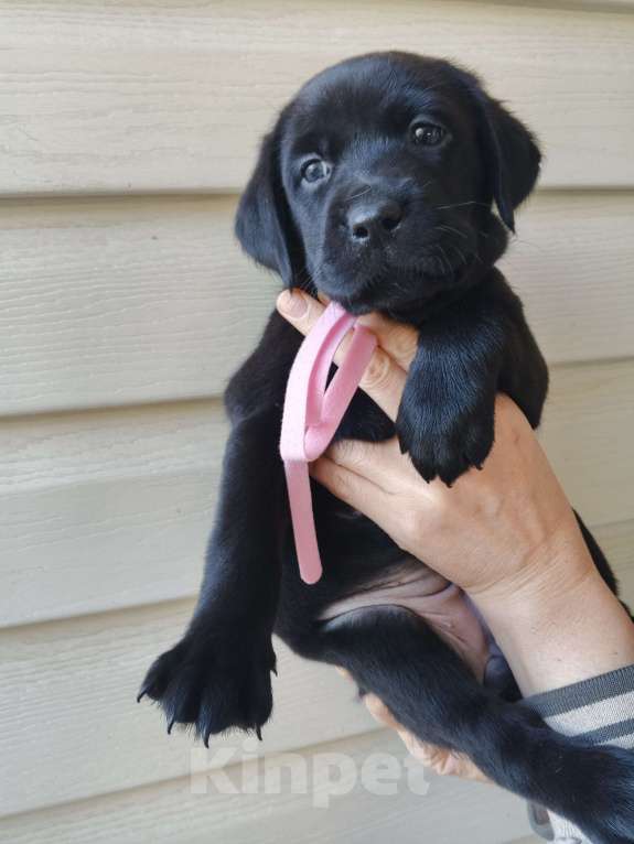 Собаки в других городах Краснодарского края: Щенки Лабрадор ретривер Девочка, 12 000 руб. - фото 2