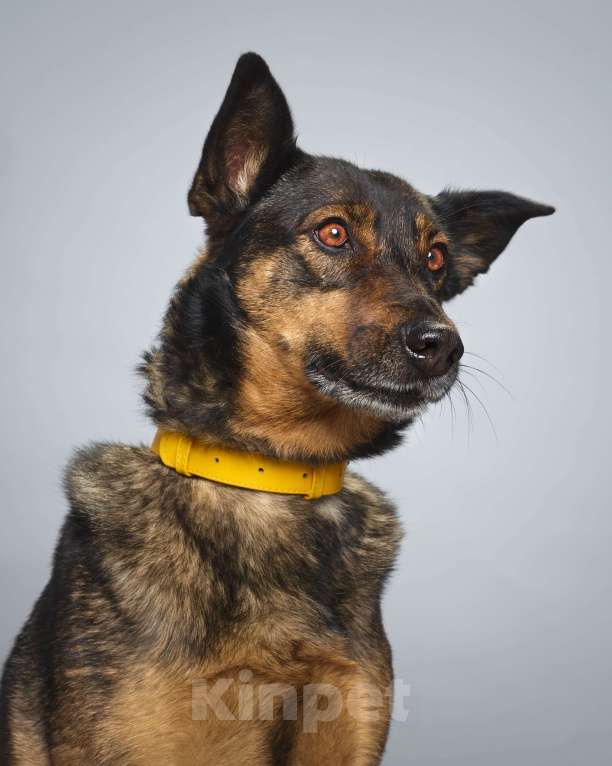 Собаки в Москве: Лютта. Ее бросили на цепи Девочка, 1 руб. - фото 2