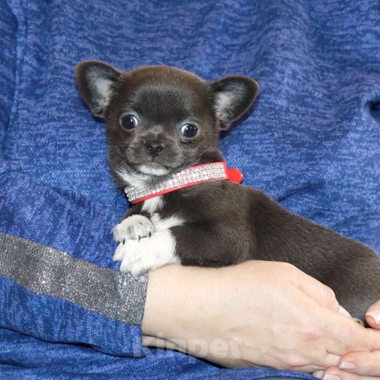 Собаки в Москве: Голубая чихуахуа💎👍🌸 Девочка, 75 000 руб. - фото 3