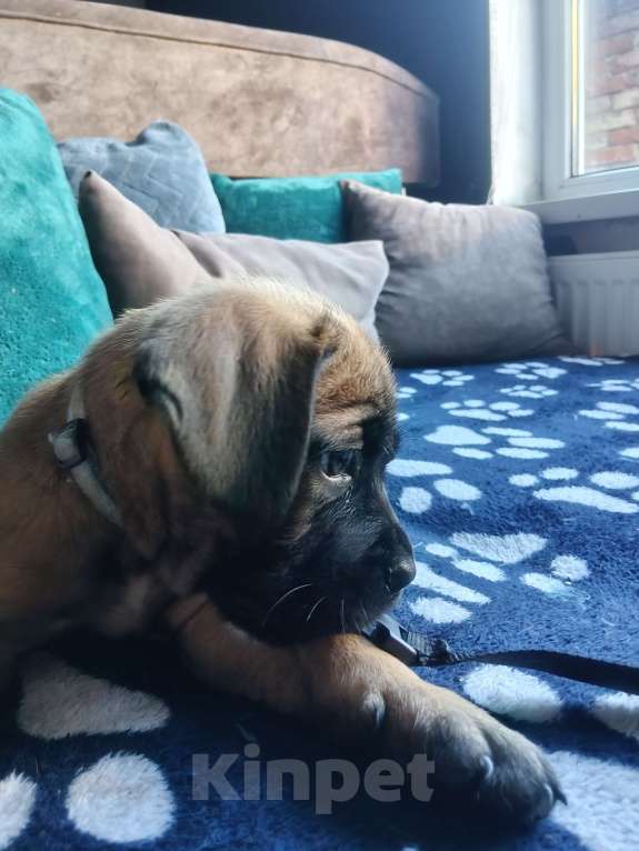 Собаки в других городах Краснодарского края: Кане-Корсо, щенок Девочка, 20 000 руб. - фото 5