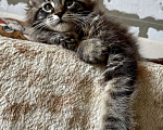 Кошки в Иркутске: Котята породы мейн-кун Мальчик, 35 000 руб. - фото 4