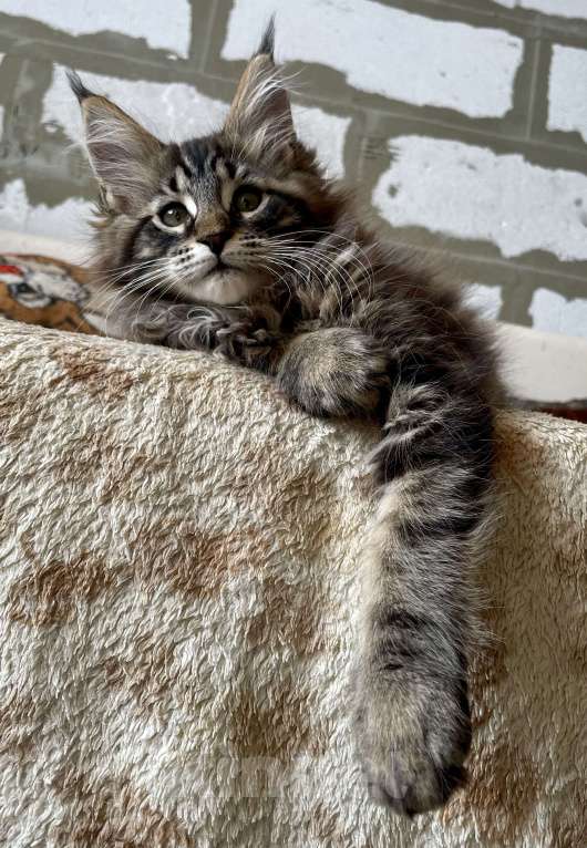 Кошки в Иркутске: Котята породы мейн-кун Мальчик, 45 000 руб. - фото 4