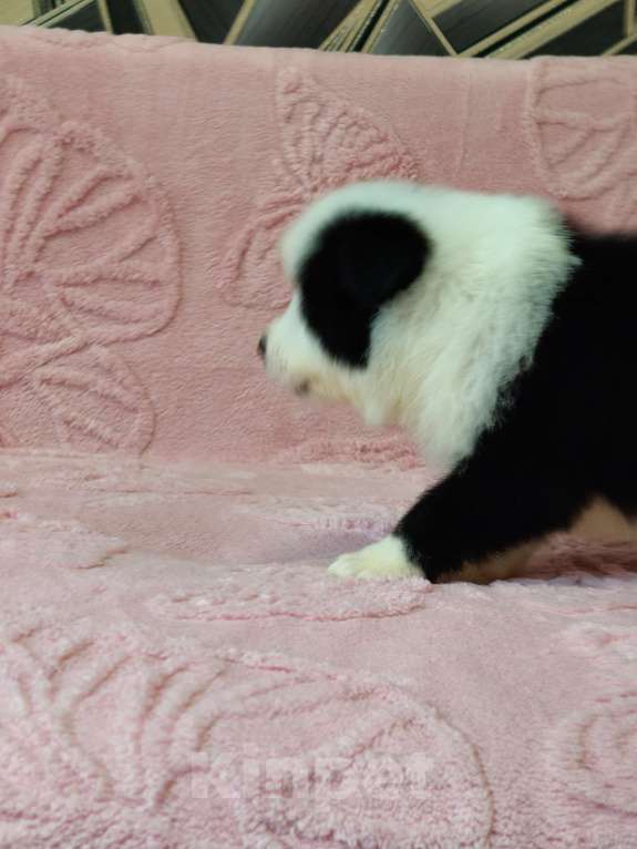 Собаки в других городах Приморского края: Малыш бордер колли Мальчик, Бесплатно - фото 3