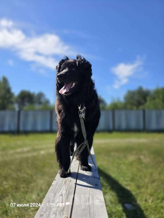 Собаки в Сургуте: Ласковый друг Мальчик, 500 руб. - фото 3