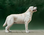 Собаки в Ижевске: Вязка лабрадор, 1 руб. - фото 2