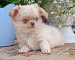 Собаки в Санкт-Петербурге: Чудесная девочка, щенок чихуахуа длинношерстная, 2,5 мес. Девочка, 35 000 руб. - фото 3