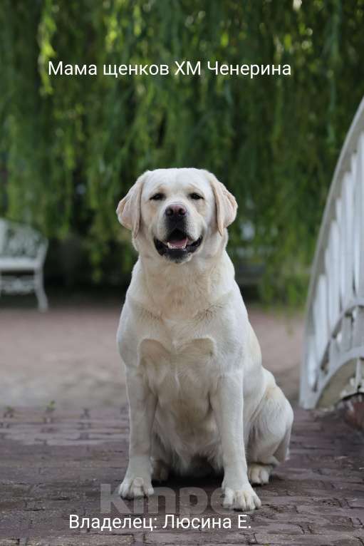 Собаки в Калуге: Палевый мальчик лабрадора высокого качества из питомника РКФ/FCI Мальчик, Бесплатно - фото 6