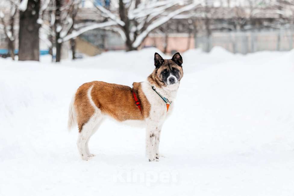 Собаки в Москве: Удивительная Рошель ищет дом Девочка, Бесплатно - фото 3