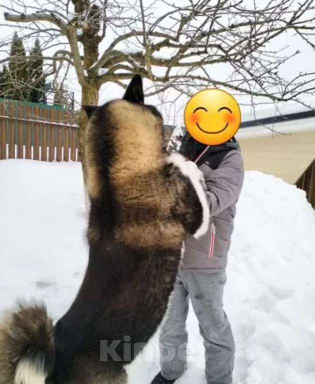 Собаки в других городах Московской области: Американская акита, вязка Мальчик, 10 000 руб. - фото 10